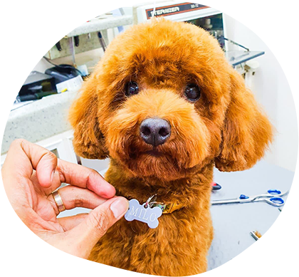 Mobile Pet Groomers & The Reason Behind Their Rising Popularity